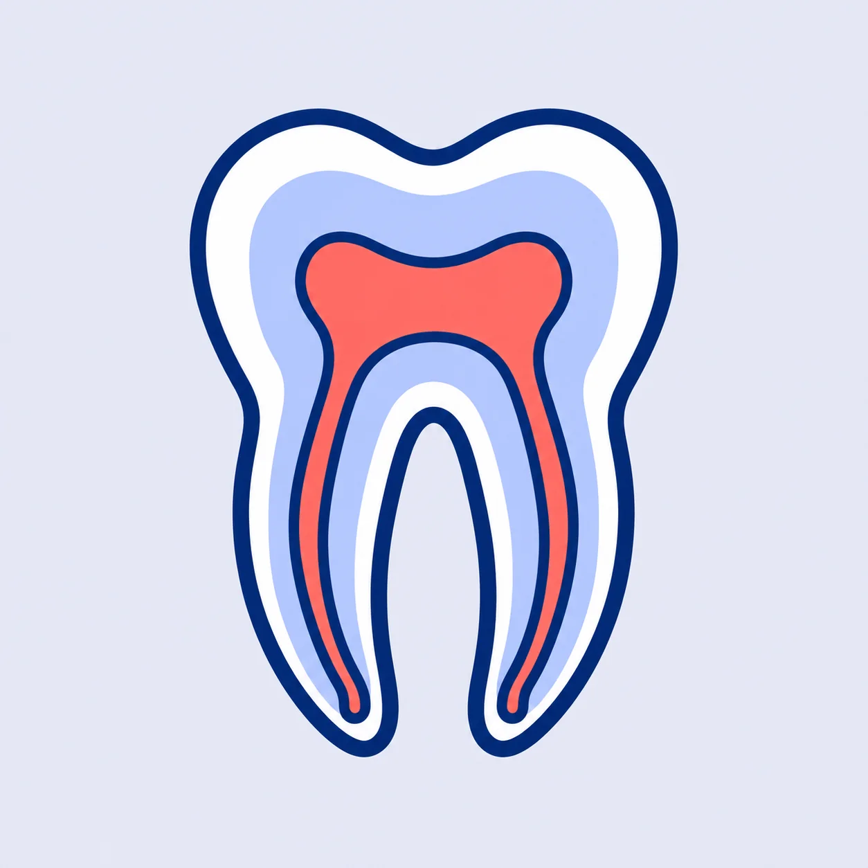 A tooth showing its roots and canals
